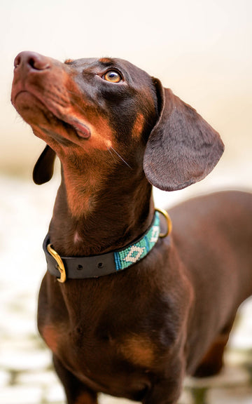 COLLAR MOMBASSA ZAPICAN