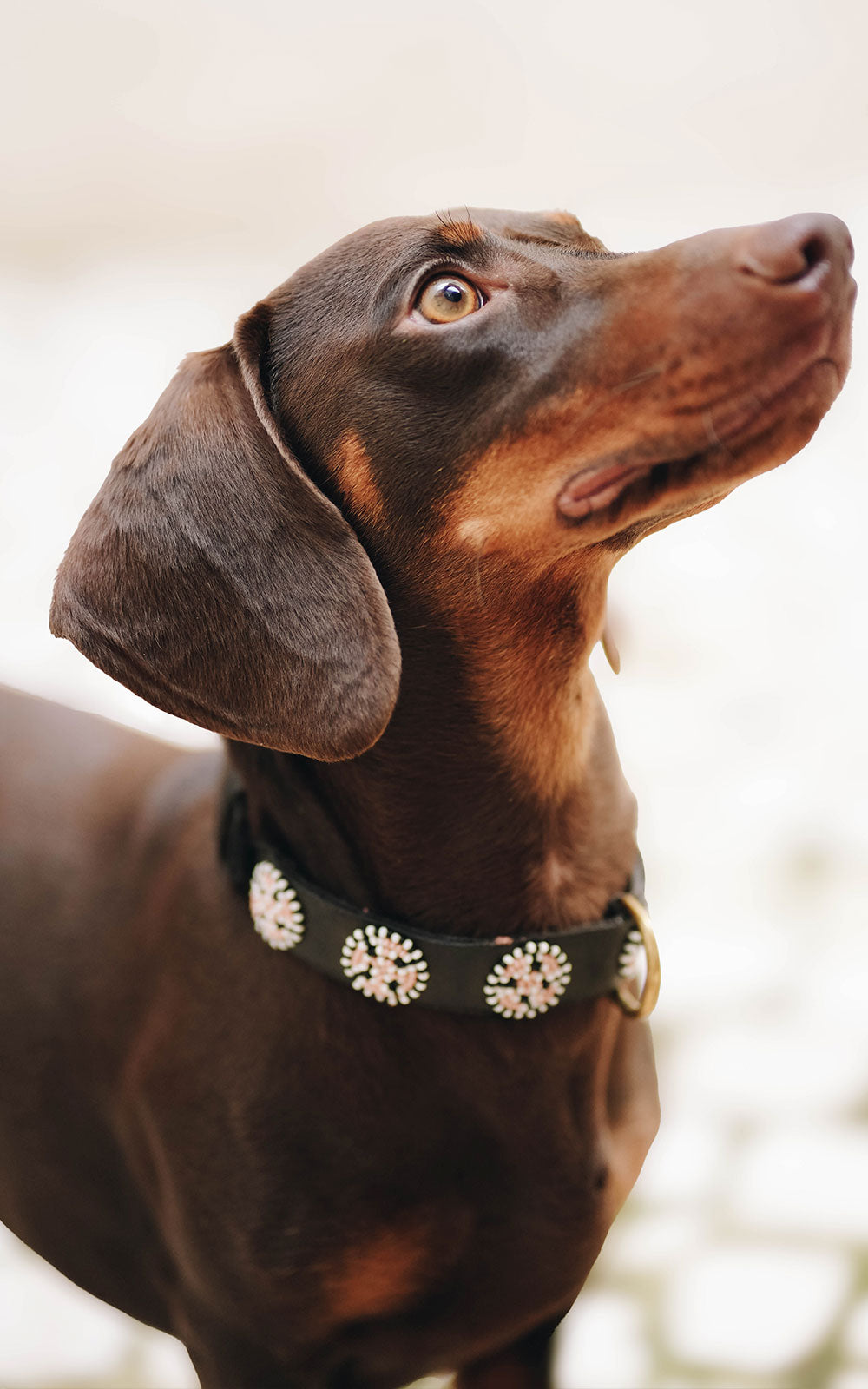 COLLAR MOMBASSA ADELTU