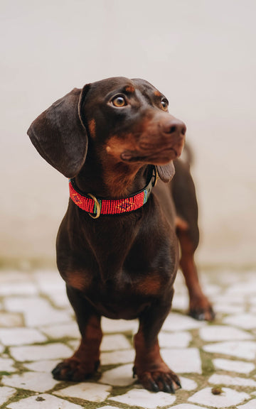 COLLAR MOMBASSA CARABI