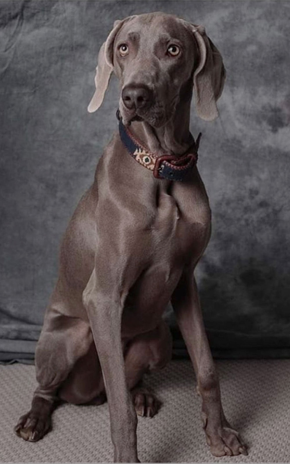 Navy Blue Ethnic Dog Collar Buckle Leather
