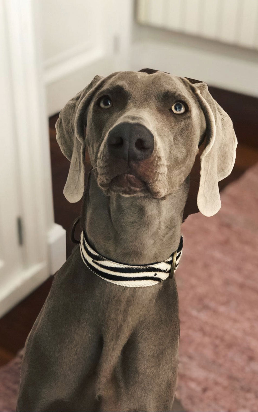 Zebra Animal Print Dog Collar