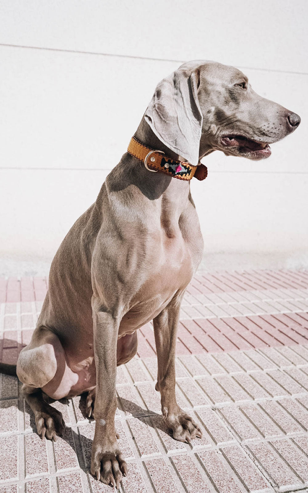 Collar de perro étnico Mostaza Hebilla Piel