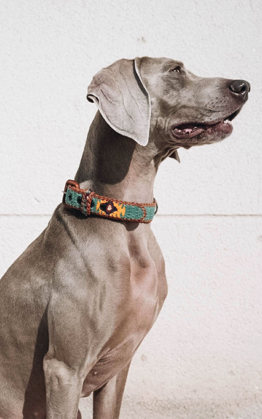 Collar Perro Étnico Verde Carruaje Hebilla Piel